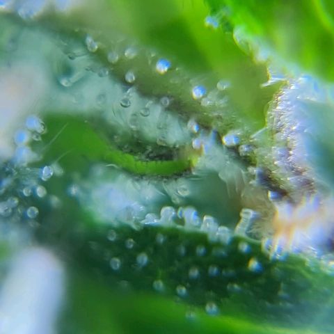 Auto Faraon #2 growlog timeline photo