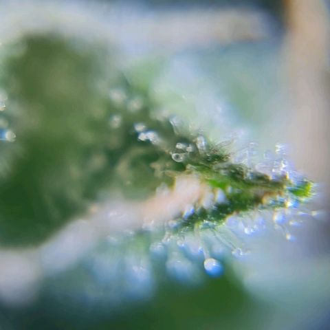 Auto Purple  #2 growlog timeline photo