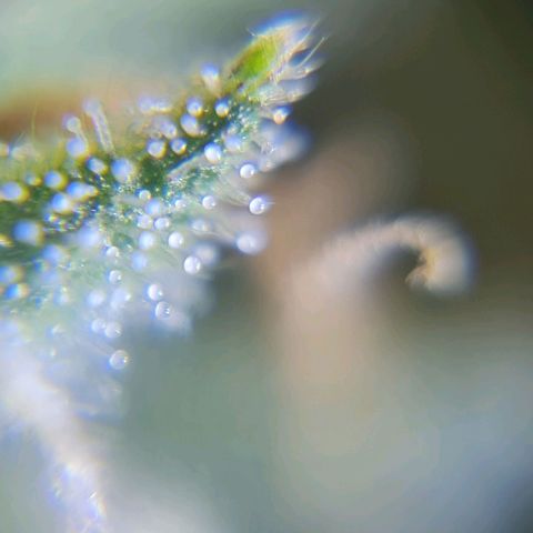 Auto Purple  #2 growlog timeline photo