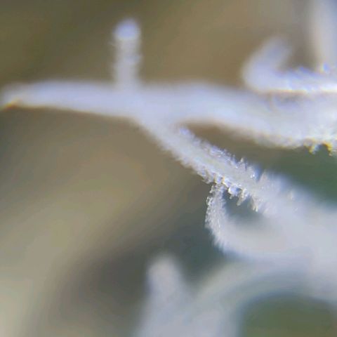 Auto Super Skunk #1 growlog timeline photo