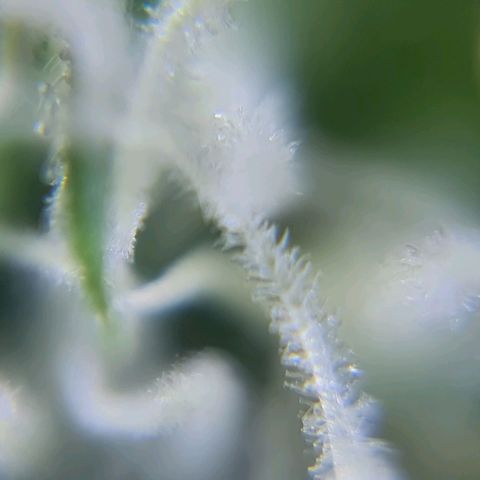 Auto Super Skunk #1 growlog timeline photo