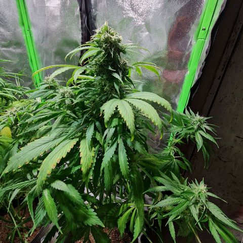 Auto Purple  #2 growlog timeline photo