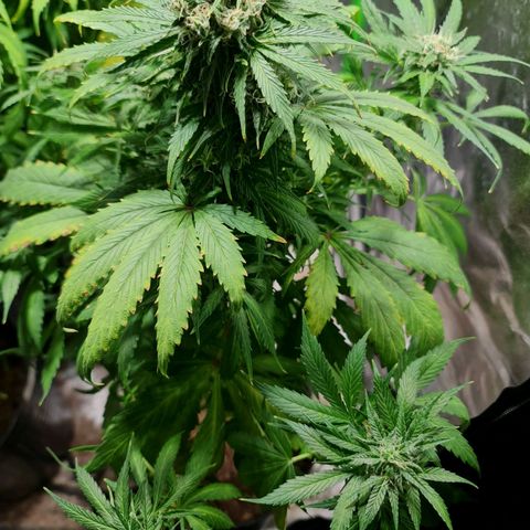 Auto Purple  #2 growlog timeline photo