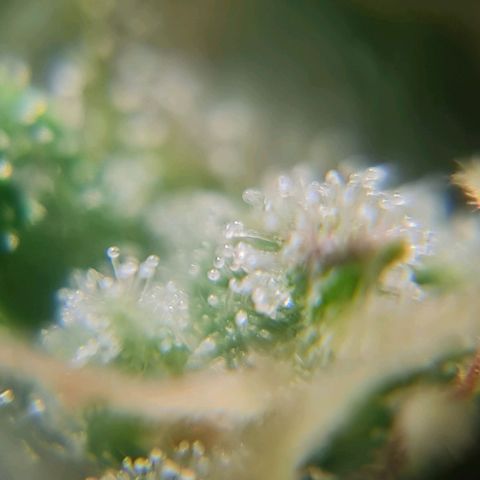 Auto Purple  #2 growlog timeline photo