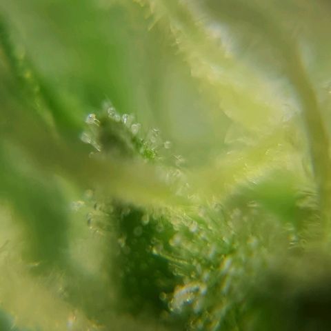 Auto Purple  #2 growlog timeline photo