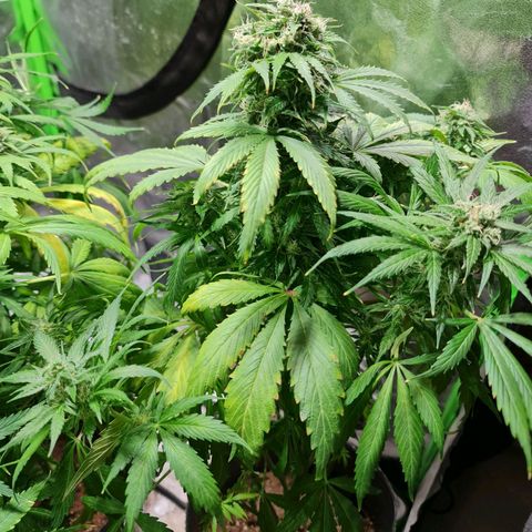Auto Purple  #2 growlog timeline photo