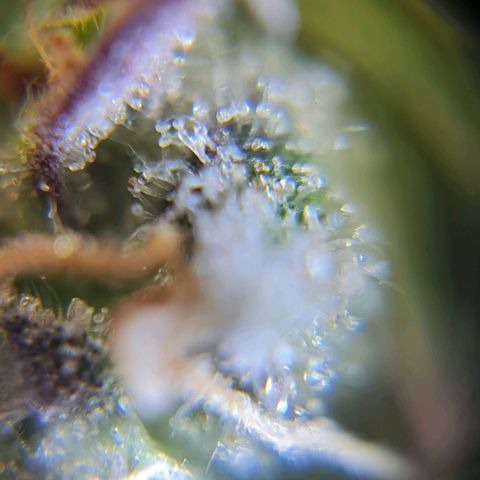 Auto Purple  #1 growlog timeline photo
