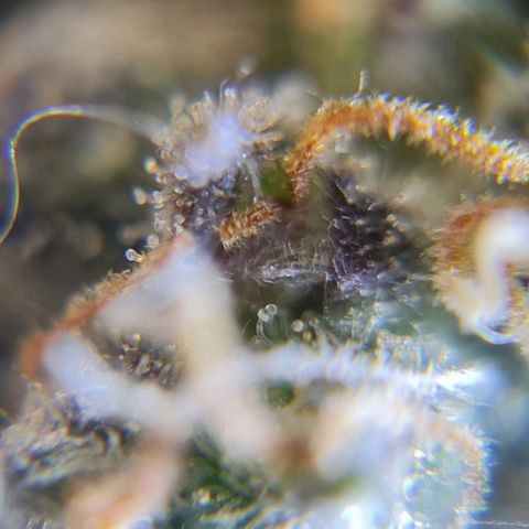 Auto Purple  #1 growlog timeline photo