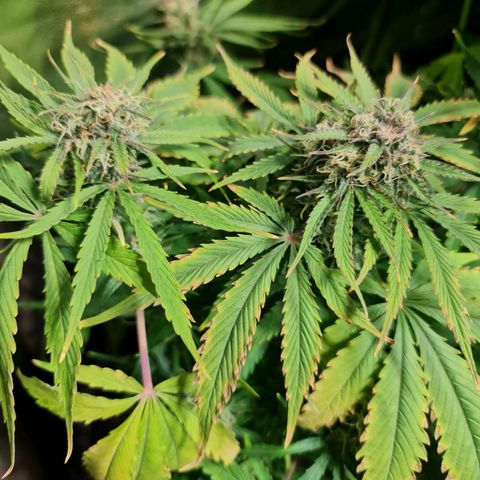 Auto Purple  #1 growlog timeline photo