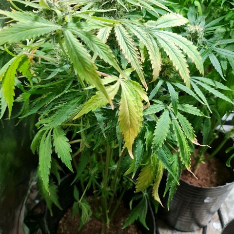 Auto Purple  #1 growlog timeline photo
