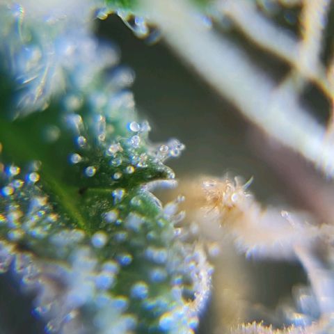 Auto Purple  #1 growlog timeline photo