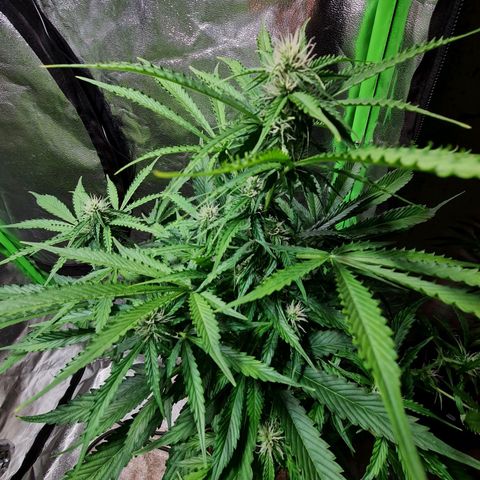 Auto Critical #2 growlog timeline photo