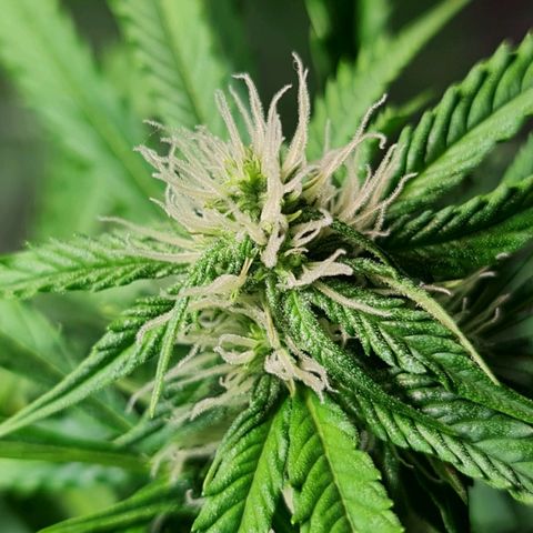 Auto Critical #2 growlog timeline photo