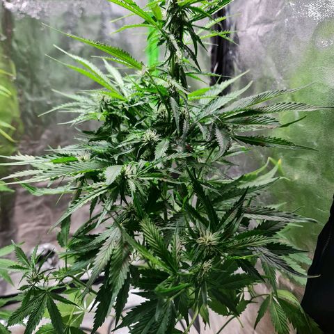 Auto Critical #2 growlog timeline photo