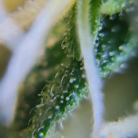 Auto Super Skunk #1 growlog timeline photo