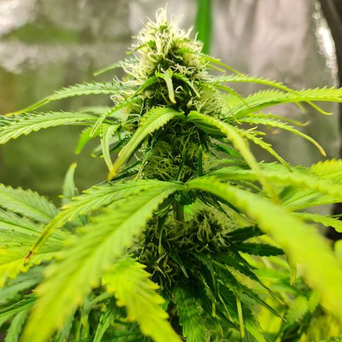 Auto Super Skunk #1 growlog timeline photo