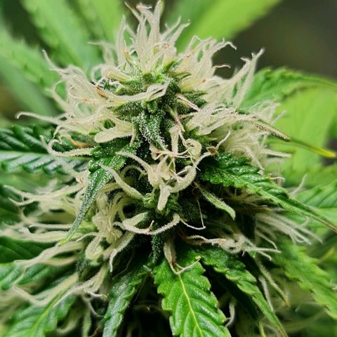 Auto Super Skunk #1 growlog timeline photo