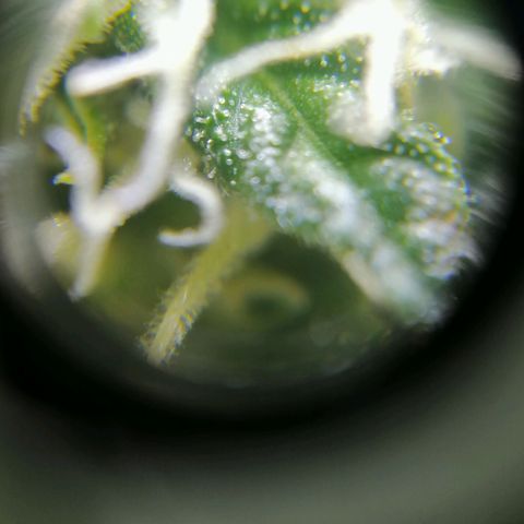 Auto Critical #2 growlog timeline photo