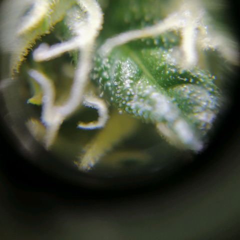 Auto Critical #2 growlog timeline photo