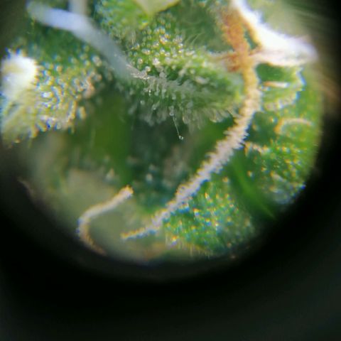 Auto Super Skunk #1 growlog timeline photo