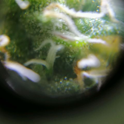 Auto Super Skunk #1 growlog timeline photo