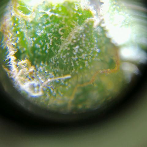Auto Faraon #2 growlog timeline photo