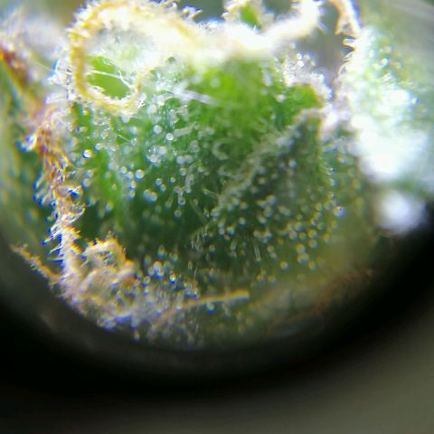 Auto Faraon #2 growlog timeline photo