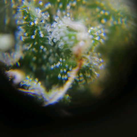 Auto Faraon #2 growlog timeline photo