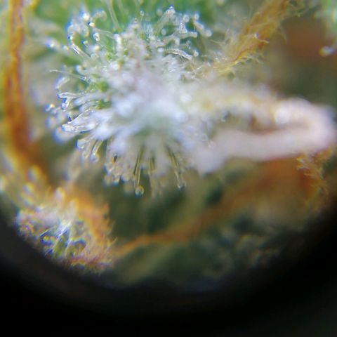 Auto Purple  #2 growlog timeline photo