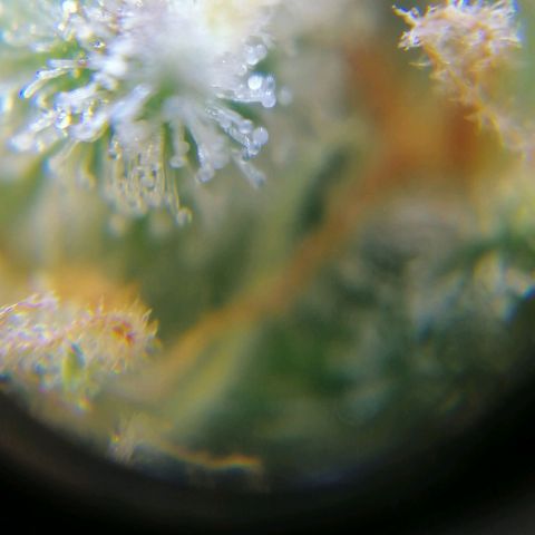 Auto Purple  #2 growlog timeline photo