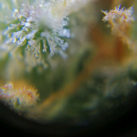 Auto Purple  #2 growlog timeline photo