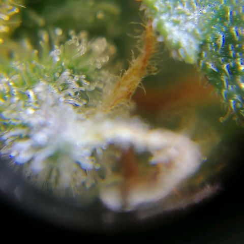Auto Purple  #2 growlog timeline photo