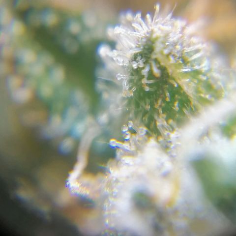 Auto Purple  #1 growlog timeline photo