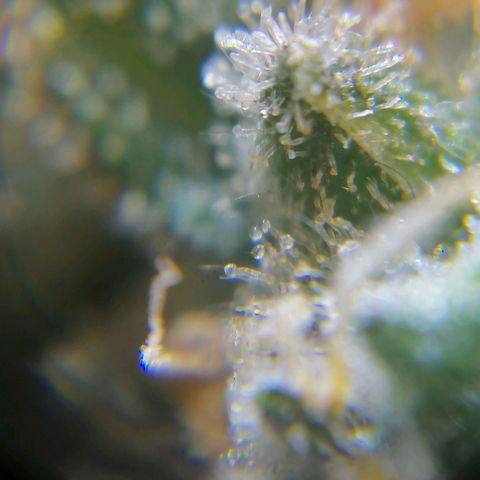 Auto Purple  #1 growlog timeline photo