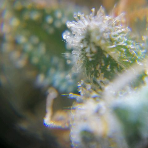 Auto Purple  #1 growlog timeline photo