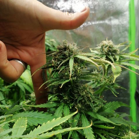 Auto Purple  #1 growlog timeline photo