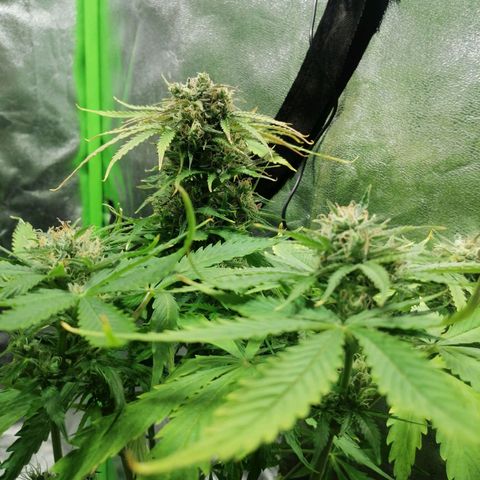 Auto Purple  #1 growlog timeline photo