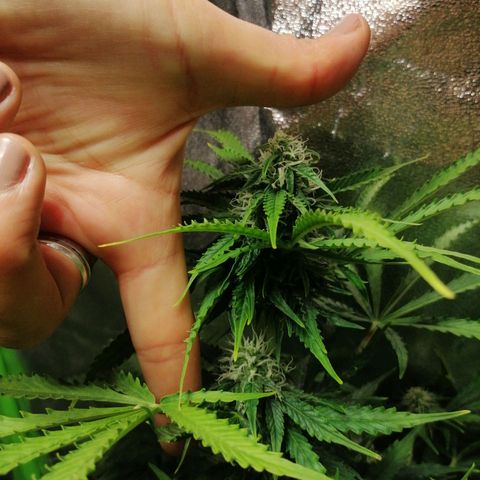 Auto Critical #2 growlog timeline photo