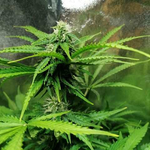 Auto Critical #2 growlog timeline photo