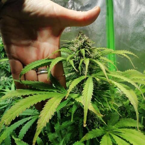 Auto Super Skunk #1 growlog timeline photo