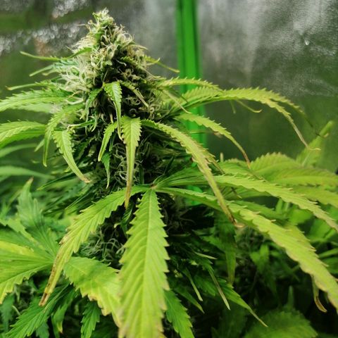 Auto Super Skunk #1 growlog timeline photo