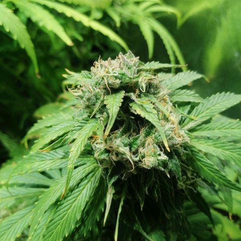 Auto Purple  #2 growlog timeline photo