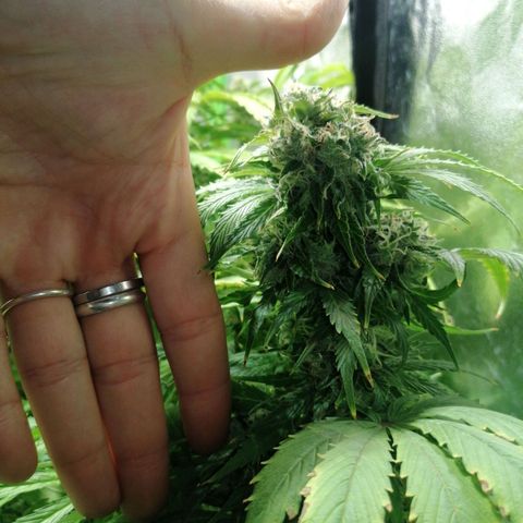 Auto Purple  #2 growlog timeline photo