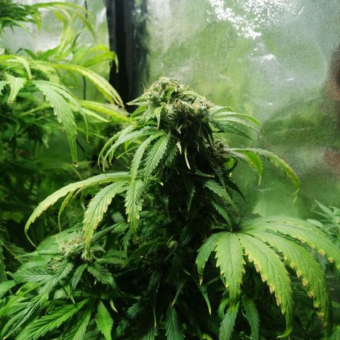 Auto Purple  #2 growlog timeline photo