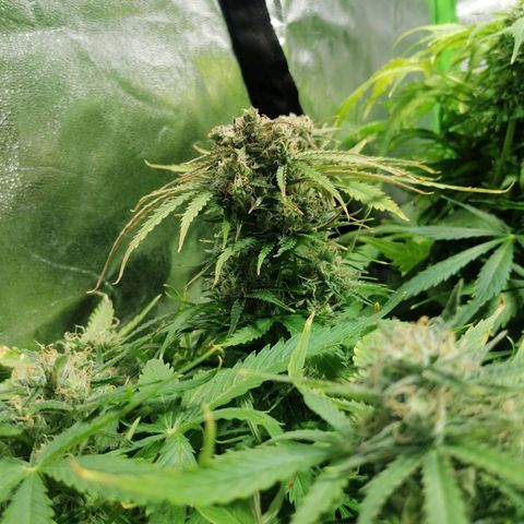 Auto Purple  #1 growlog timeline photo