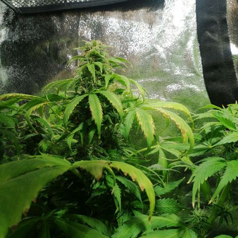 Auto Faraon #2 growlog timeline photo