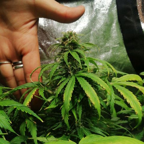 Auto Faraon #2 growlog timeline photo