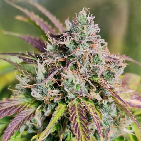 Auto Super Skunk #1 growlog timeline photo