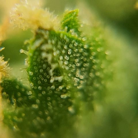 Auto Super Skunk #1 growlog timeline photo