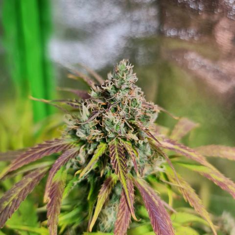 Auto Super Skunk #1 growlog timeline photo